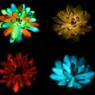 Işıl Işıl Sukulentler