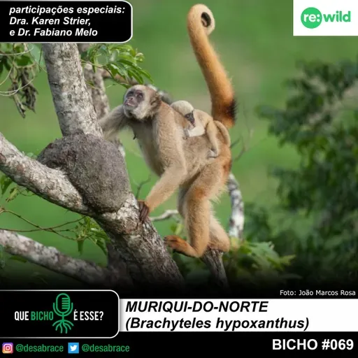 #vAPODN: muriqui-do-norte (Brachyteles hypoxanthus)