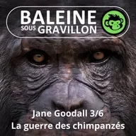 S07E23 Jane Goodall 3/6 : La guerre chez les chimpanzés (Emmanuelle Grundmann)