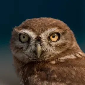 dadada