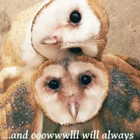 OWLHEART