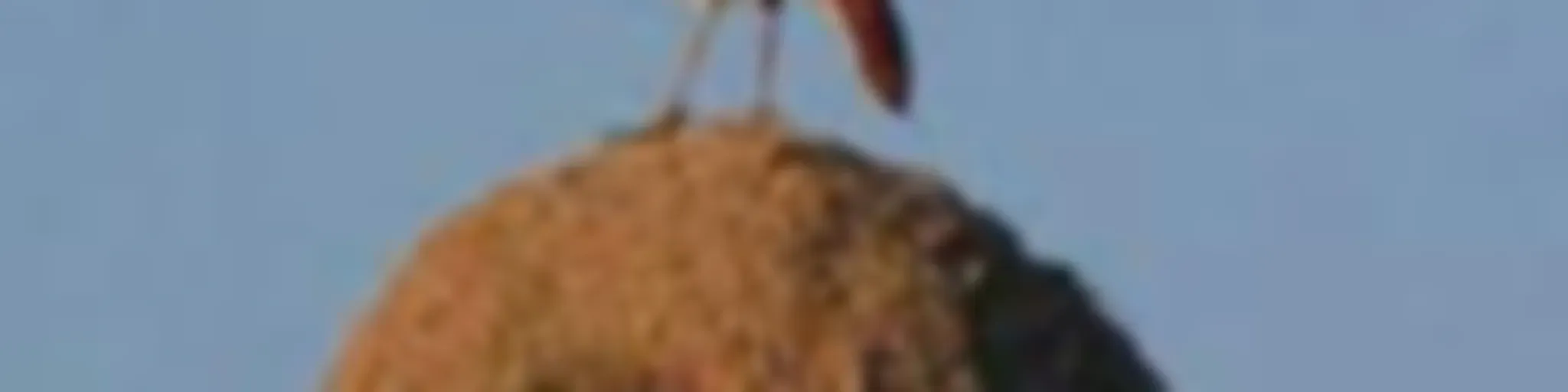 Malambo del hornerito