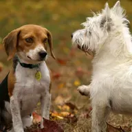 O papel dos cães na evolução da humanidade e sociedade