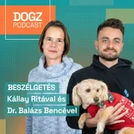 Ez a legjobb dolog, amit a kutyádnak karácsonyra adhatsz