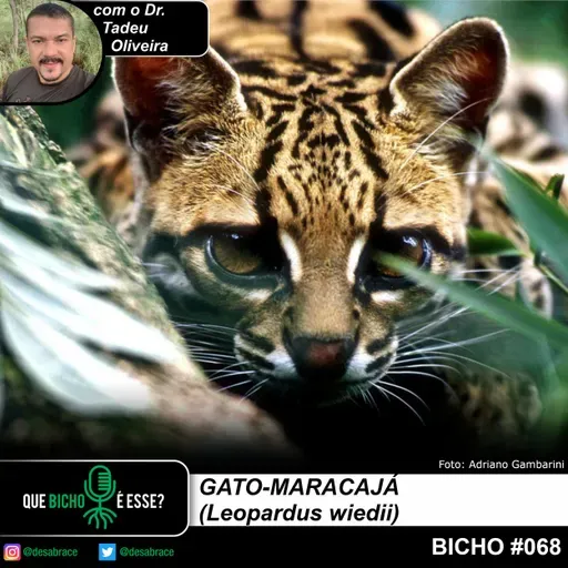 #vAPODN: gato-maracajá (Leopardus wiedii)
