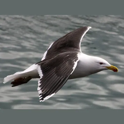 Great Black-backed Gull