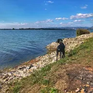 💊 ... pasje obuvalo (zaščita pasjih blazinic) namigi za poletne dni (II)