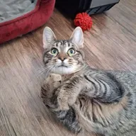 Shady Pines, MA! Today we visit the "retirement room" at the SPCA Serving Allegany County!