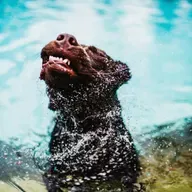 Tudo o que você precisa saber sobre a hidratação em animais de estimação