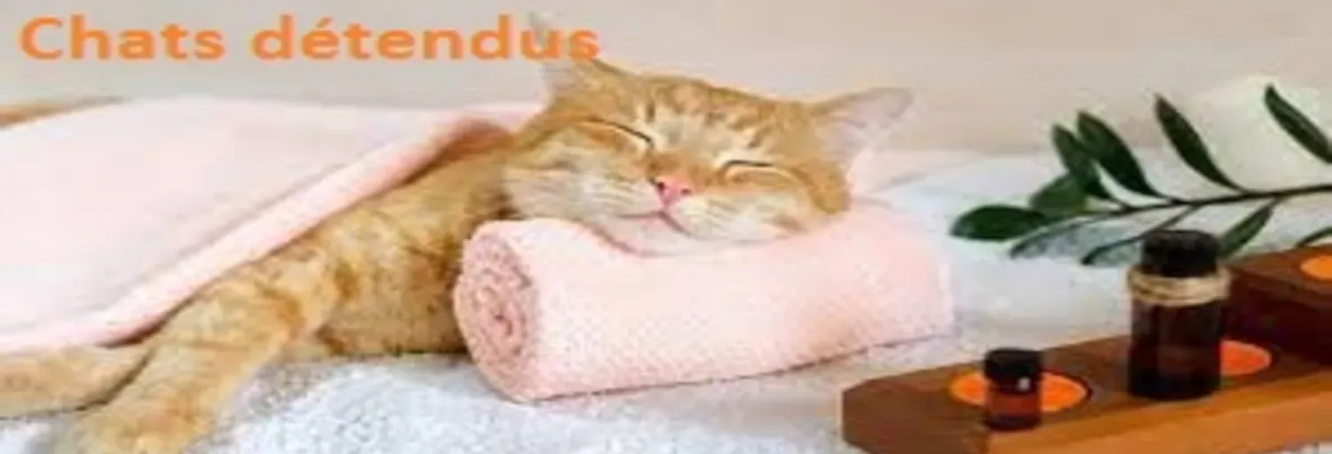 Gatos Relaxados
