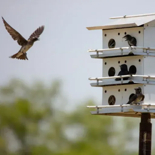 Studying Climate Change by Watching Bird Nests