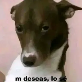 Banda-melo