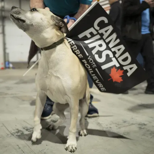 The Canadian Dispatch