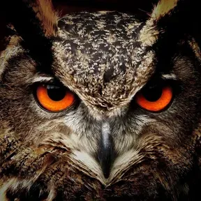 DJ Owl