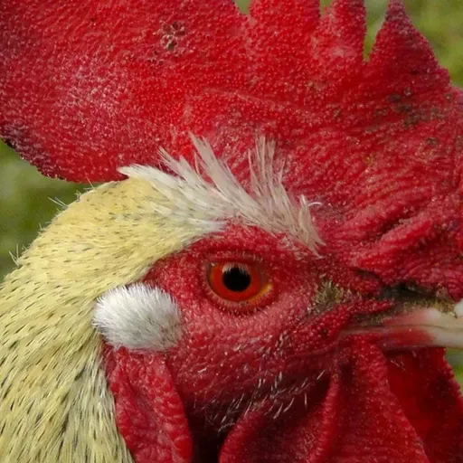 Les jeunes misent sur l’élevage de la volaille à Filingué