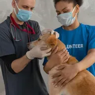 Banho de mar, alimentos tóxicos e carrapatos: veterinária tira dúvidas de ouvintes!