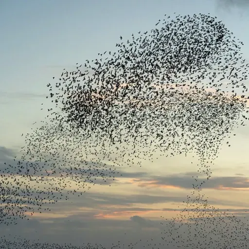 Starlings and Roman Divination