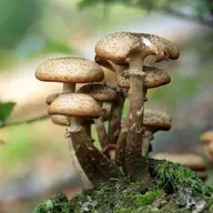 EP 203 Fungi Life, emprendimiento tecnológico