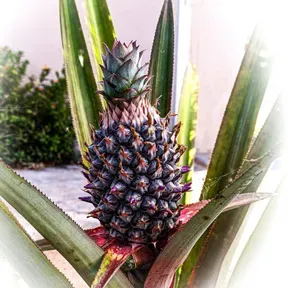 Frutos do Espírito