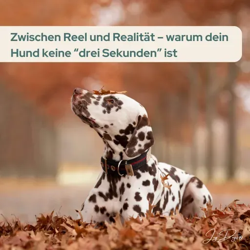 Hundetraining in Zeiten von Social Media – Fluch, Segen oder Zirkus?