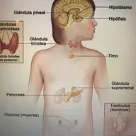 Sistema Endocrino 