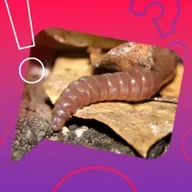 Können Regenwürmer eigentlich husten?