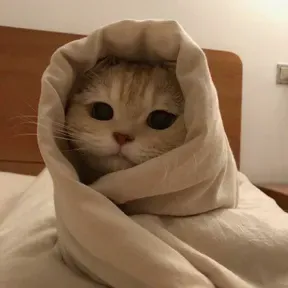 lilsnobol