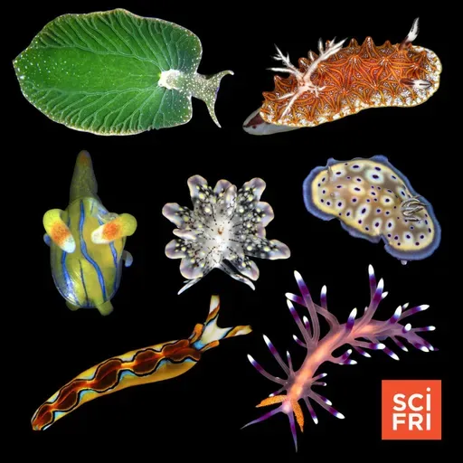 Don’t Let Their Name Fool You—Sea Slugs Are Awesome