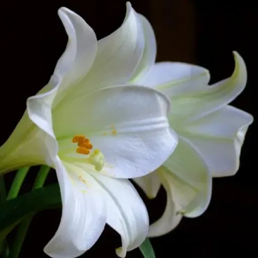 Claudio 28 oct 2024.mp3