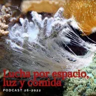 Corales: Lucha por el espacio, la luz y la comida