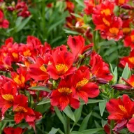 Is This the Longest Lasting Cut Flower? Perhaps. But, Beware.