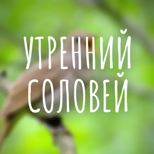 Утренний Соловей 36 выпуск