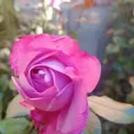 Episodio 17 - Sentir dentro - integrar. El podcast de Nilda Rosa Acosta Rojas