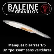 S07E108 Vous avez dit bizarre ? Manques 1/5 : Le lancelet, un "poisson" sans colonne vertébrale