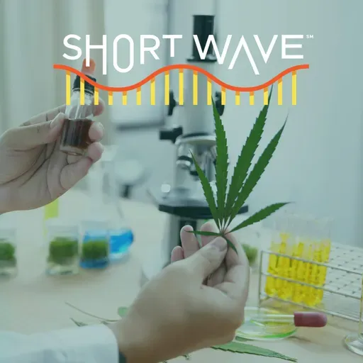 Why Legal Weed Isn’t Always Safe