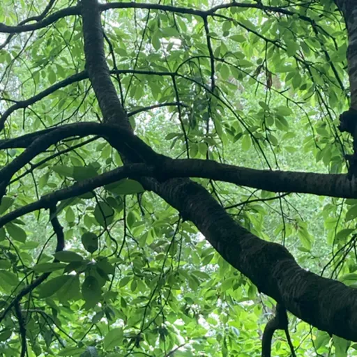 If the birds could speak