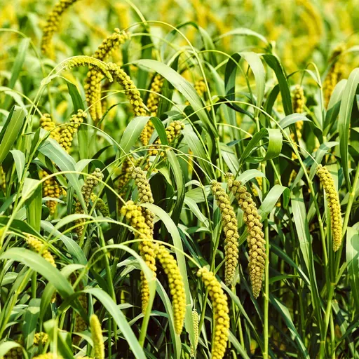 Zhao Zhihai: A millet dreamer
