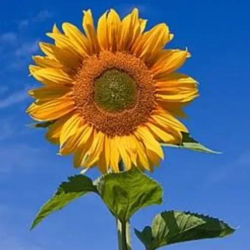 A Afeição Infinita de Deus