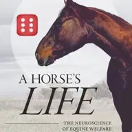 288 - Bokomtale - A Horse's Life