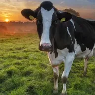 Pádraig S. Ó Murchadha, ón Ionad Turas Siar