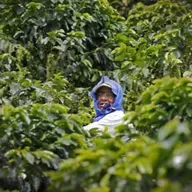 No todo es color de rosa, ni tiene olor a café