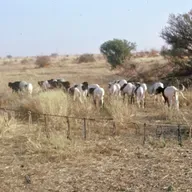 Tanout : les jeunes au cœur de la résolution des conflits champêtres (Tous à la Fada)