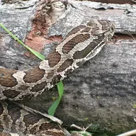 Protecting our pets from ticks; and a new ban on taking native reptiles from the wild