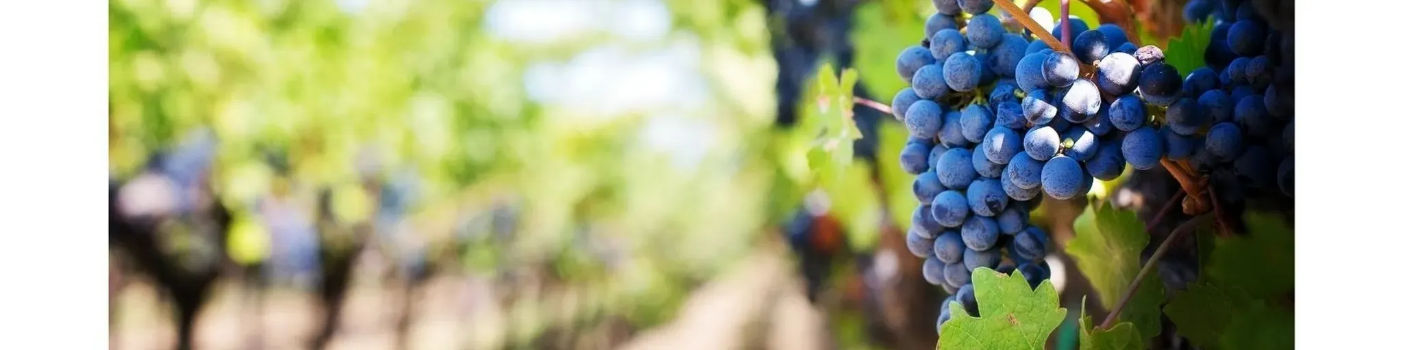 Penedès Roig
