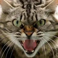 Caso de Raiva em Gato - Orleans/SC