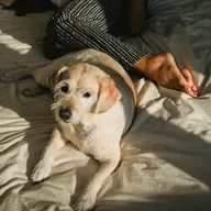 O que significa se o pet dorme encostado em você? Veterinária explica!