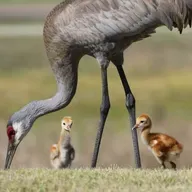The Mississippi Sandhill Crane Makes a Comeback