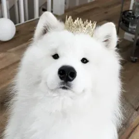 DoggoMusic