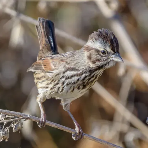 Why Do Birds Flick Their Tails?