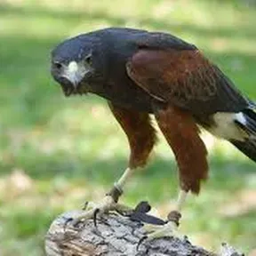 Golden Hawk
